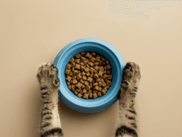 Pattes de chat et gamelle de croquettes.