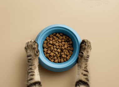 Pattes de chat et gamelle de croquettes.