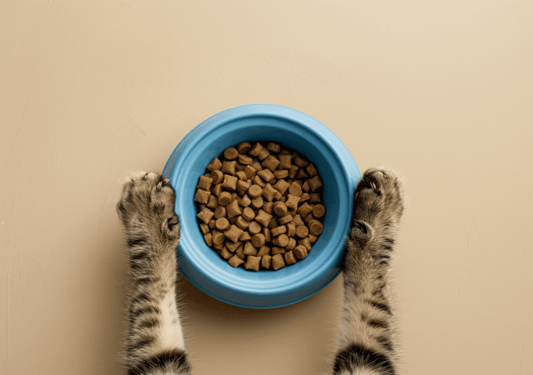 Pattes de chat et gamelle de croquettes.