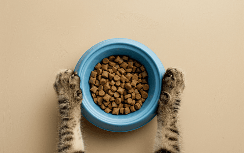 Pattes de chat et gamelle de croquettes.