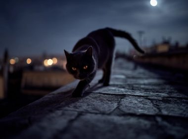 Chat noir marchant sur un toit la nuit.