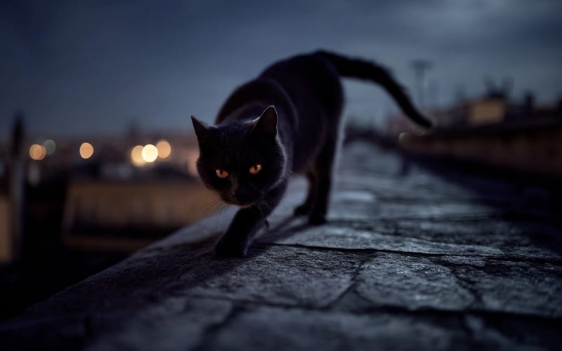Chat noir marchant sur un toit la nuit.