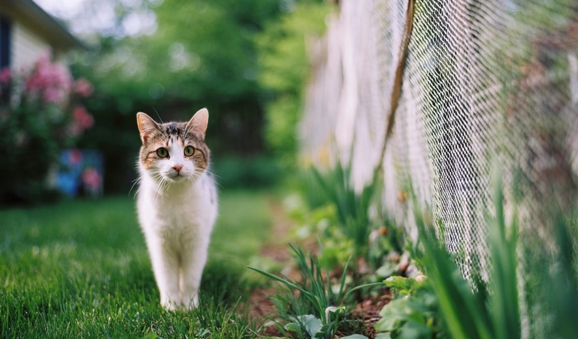 Chat marchant dans le jardin près d'une clôture.