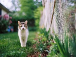 Chat marchant dans le jardin près d'une clôture.