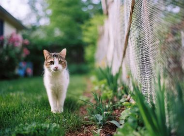 Chat marchant dans le jardin près d'une clôture.