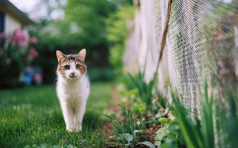 Chat marchant dans le jardin près d'une clôture.