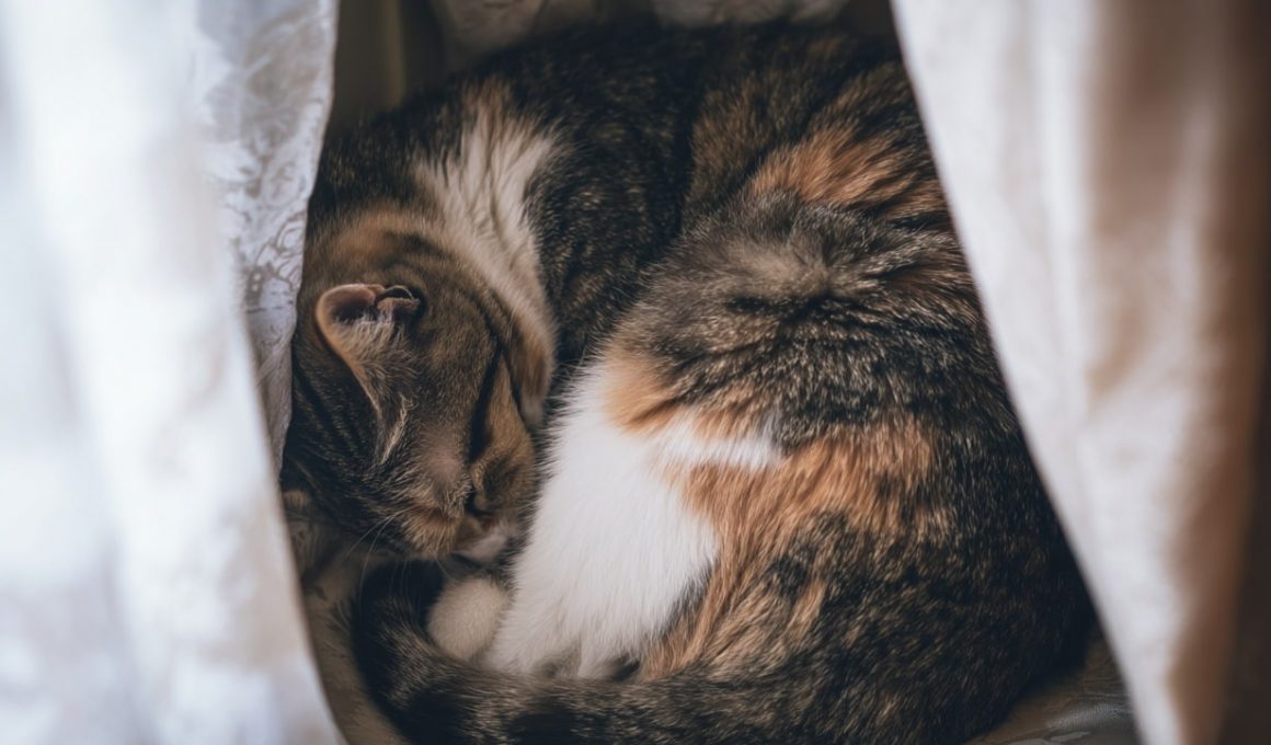 Chat tigré dort entouré de rideaux blancs.