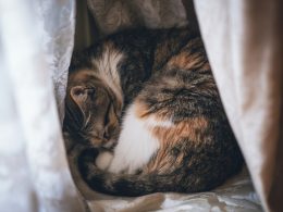 Chat tigré dort entouré de rideaux blancs.