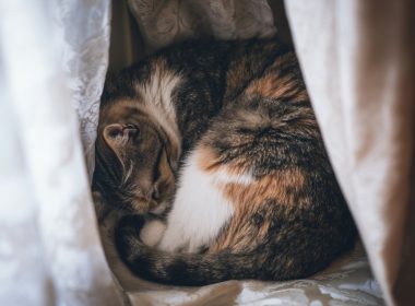 Chat tigré dort entouré de rideaux blancs.