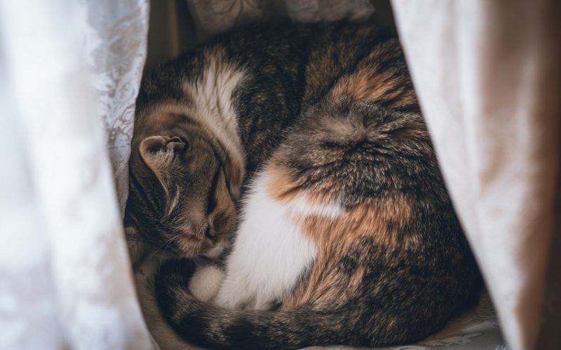 Chat tigré dort entouré de rideaux blancs.