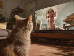 Chat regardant une personne sur écran TV.