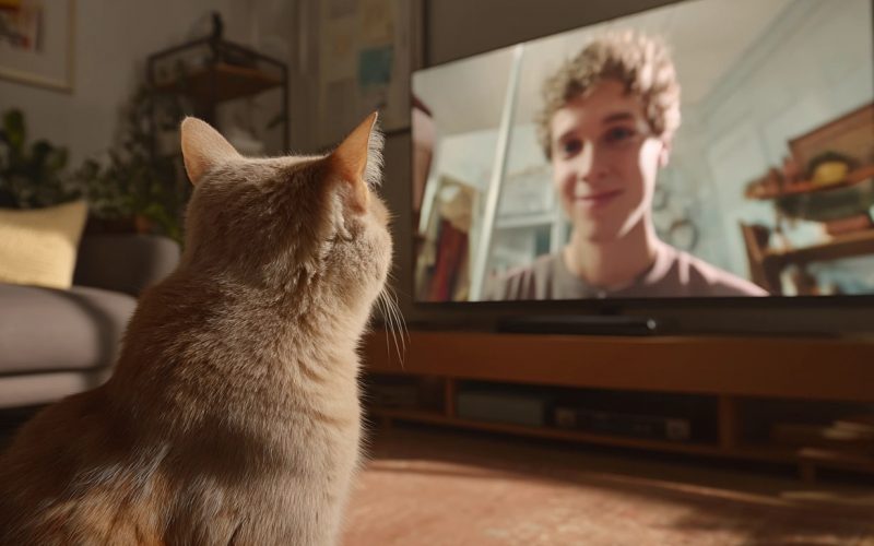 Chat regardant une personne sur écran TV.