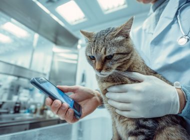 Vétérinaire examinant un chat avec un téléphone portable.