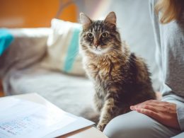 Chat tigré assis sur un canapé.