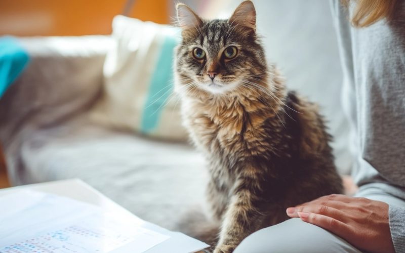 Chat tigré assis sur un canapé.