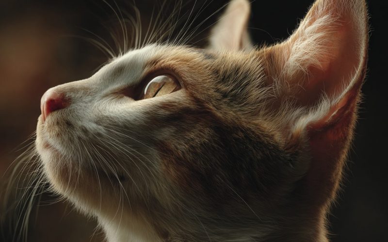 Profil d'un chat regardant vers le haut.