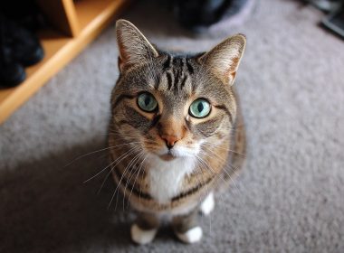 Chat tigré aux yeux verts sur le tapis.