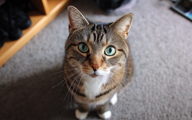 Chat tigré aux yeux verts sur le tapis.