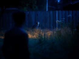 Chat éclairé dans la nuit, près d'une clôture.