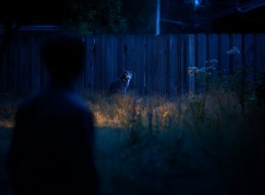 Chat éclairé dans la nuit, près d'une clôture.