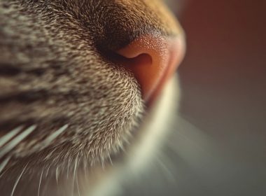 truffe chats indicateur sante fiable