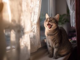 Chat gris miaulant devant une fenêtre ensoleillée.