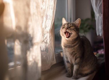 Chat gris miaulant devant une fenêtre ensoleillée.