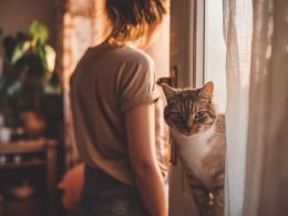 Chat sur le rebord d'une fenêtre ensoleillée.